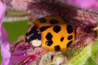 Harmonia axyridis