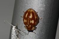 Myzia oblongoguttata