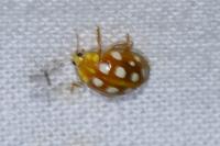 Halyzia sedecimguttata