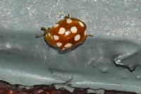 Vibidia duodecimguttata