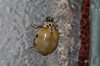 Harmonia quadripunctata