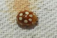Vibidia duodecimguttata