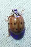 Harmonia quadripunctata