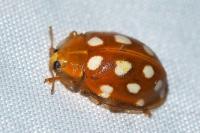 Halyzia sedecimguttata