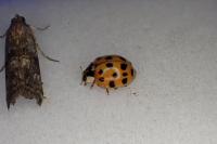 Harmonia axyridis
