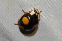 Harmonia axyridis