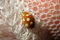 Vibidia duodecimguttata