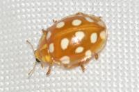 Halyzia sedecimguttata