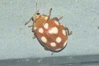 Vibidia duodecimguttata