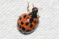 Harmonia axyridis