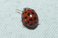 Harmonia axyridis