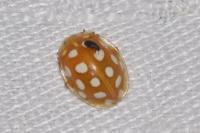 Halyzia sedecimguttata