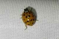 Harmonia axyridis