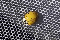 Harmonia axyridis