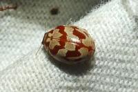 Myrrha octodecimguttata