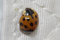 Harmonia axyridis