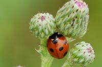 Coccinella septempunctata