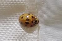Adalia decempunctata