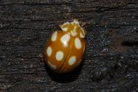 Calvia decemguttata