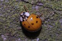 Harmonia axyridis