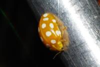 Halyzia sedecimguttata