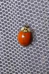 Harmonia axyridis