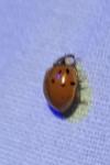 Harmonia axyridis