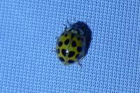 Harmonia axyridis