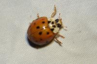 Harmonia axyridis