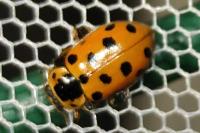 Hippodamia tredecimpunctata