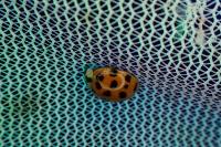 Harmonia axyridis