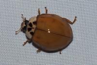 Harmonia axyridis