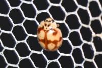 Adalia decempunctata