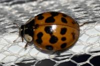 Harmonia axyridis