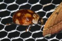 Adalia decempunctata