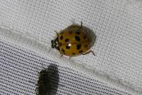 Harmonia axyridis