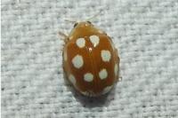 Vibidia duodecimguttata