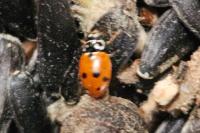 Hippodamia variegata