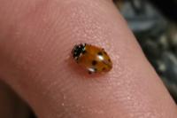 Hippodamia variegata