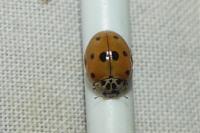 Adalia decempunctata