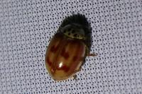Harmonia quadripunctata