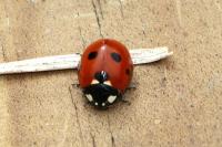 Coccinella septempunctata