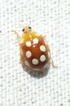 Vibidia duodecimguttata