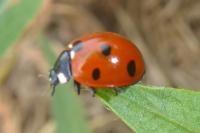 Coccinella septempunctata