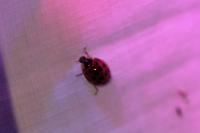 Harmonia axyridis