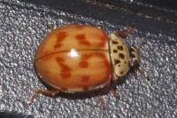 Harmonia quadripunctata
