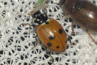 Hippodamia variegata