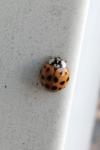 Harmonia axyridis