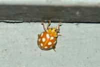 Halyzia sedecimguttata