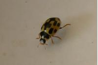Propylea quatuordecimpunctata
